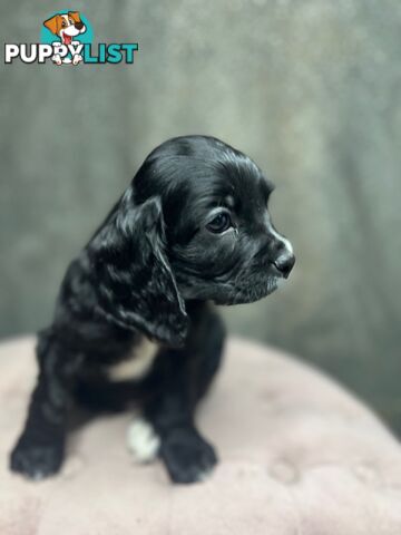 GORGEOUS COCKALIER, CAVALIER KING CHARLES/GOLDEN COCKER SPANIEL