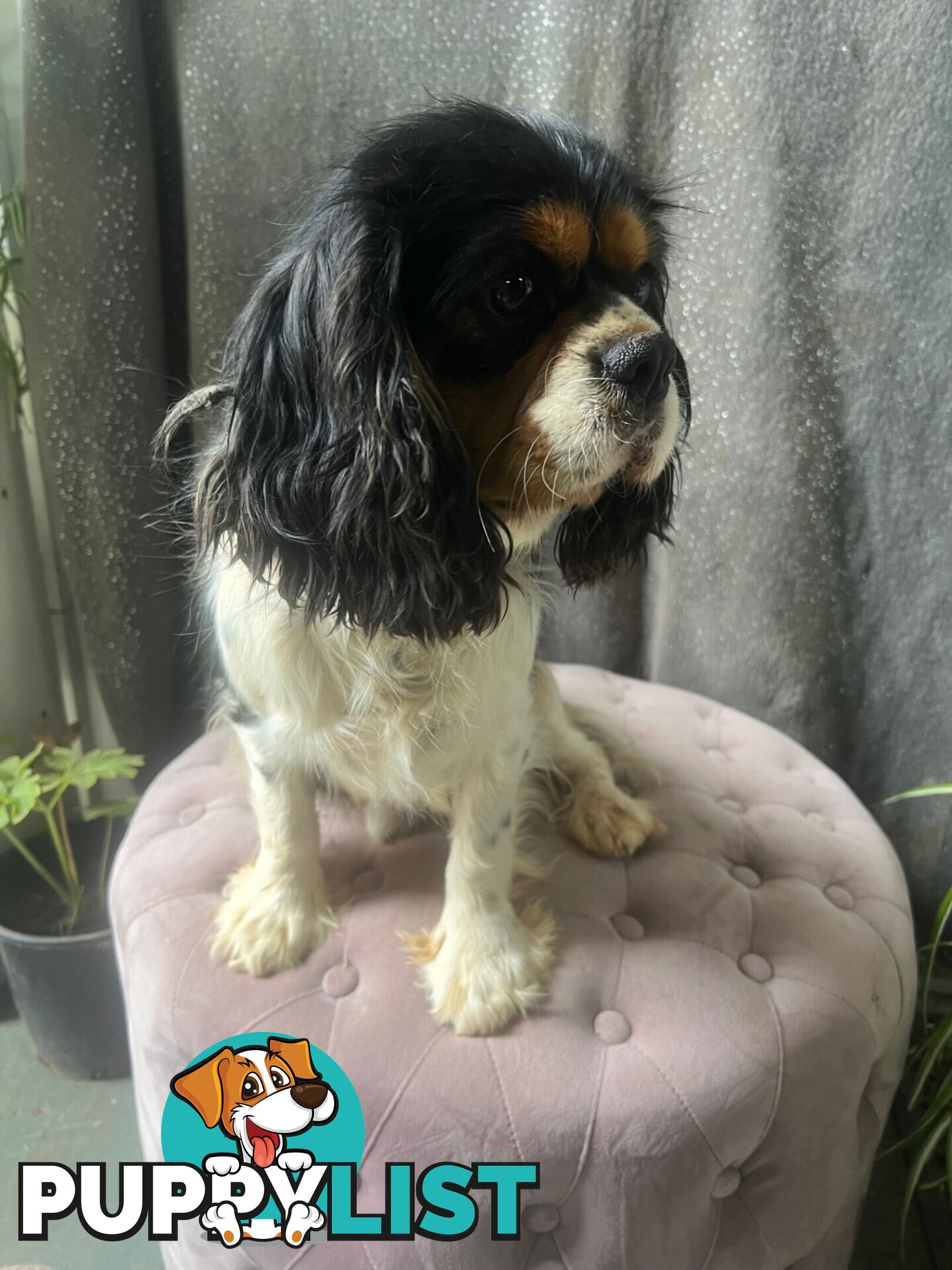 GORGEOUS COCKALIER, CAVALIER KING CHARLES/GOLDEN COCKER SPANIEL