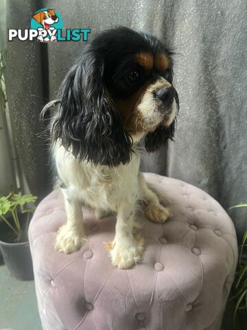 GORGEOUS COCKALIER, CAVALIER KING CHARLES/GOLDEN COCKER SPANIEL