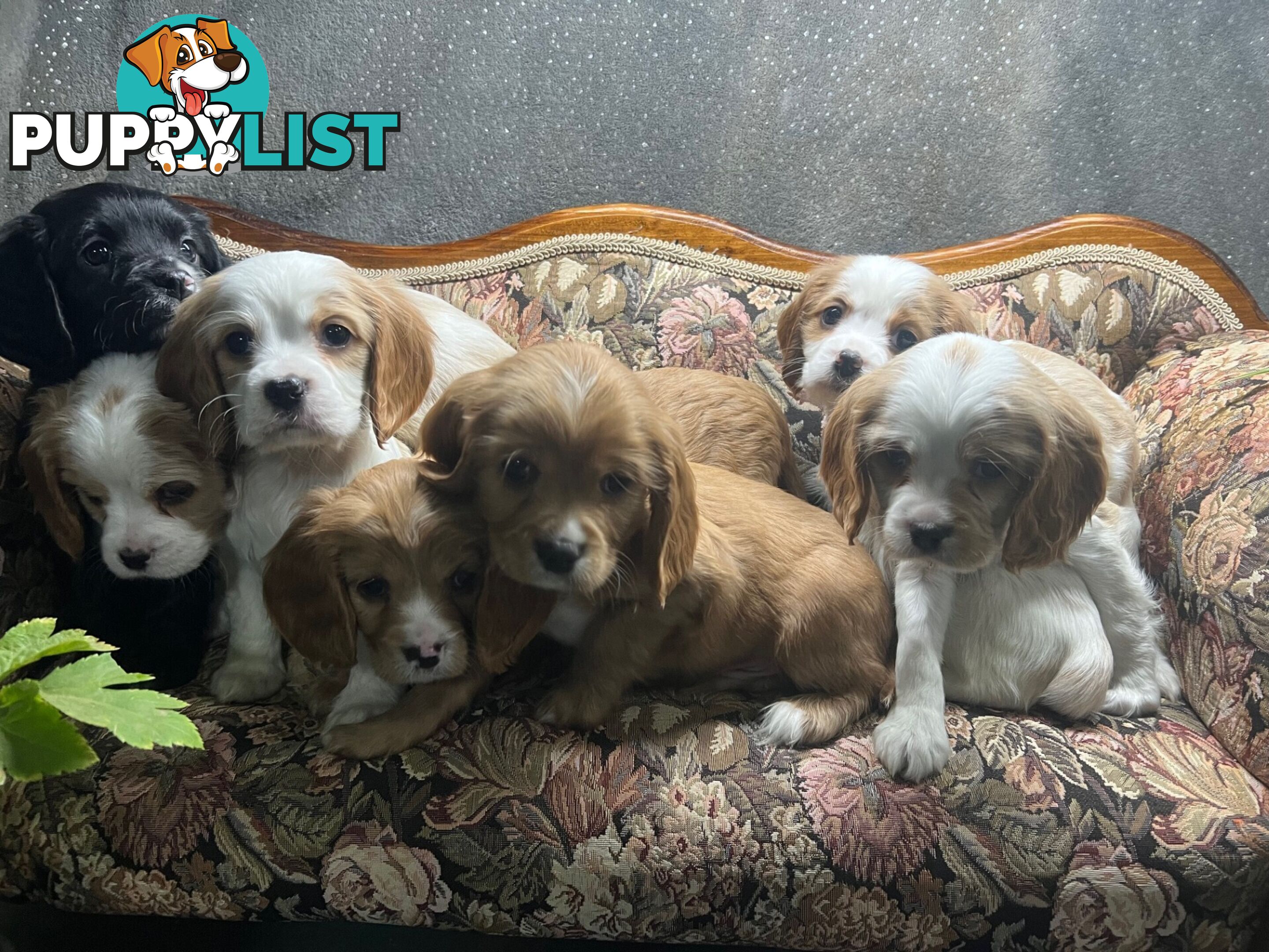 GORGEOUS COCKALIER, CAVALIER KING CHARLES/GOLDEN COCKER SPANIEL