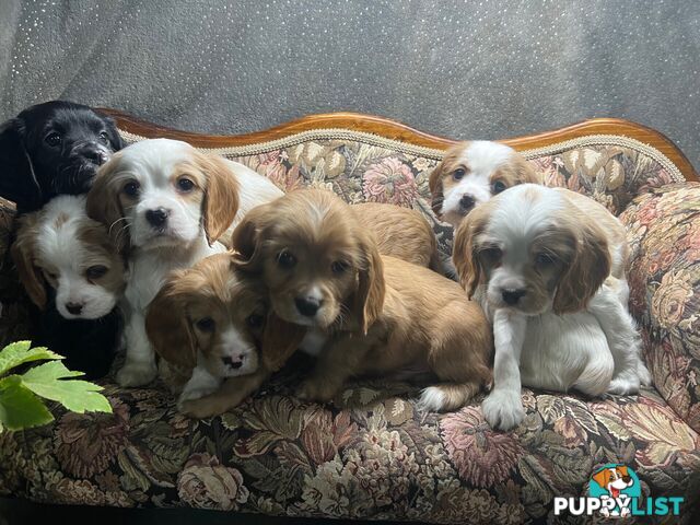 GORGEOUS COCKALIER, CAVALIER KING CHARLES/GOLDEN COCKER SPANIEL
