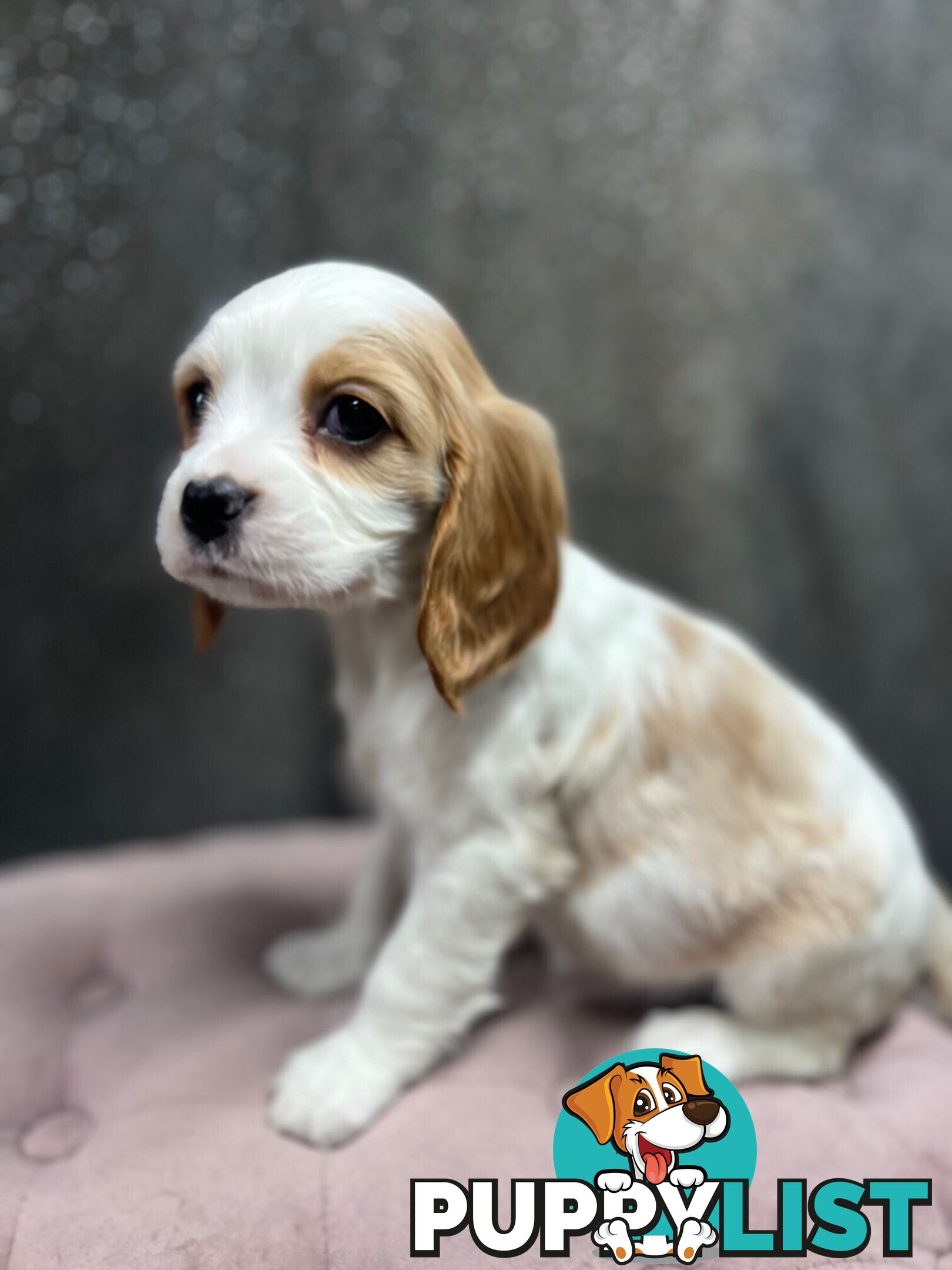 GORGEOUS COCKALIER, CAVALIER KING CHARLES/GOLDEN COCKER SPANIEL