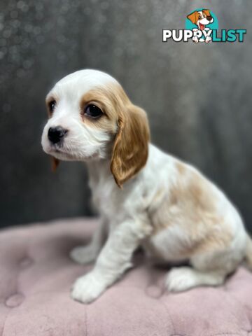 GORGEOUS COCKALIER, CAVALIER KING CHARLES/GOLDEN COCKER SPANIEL