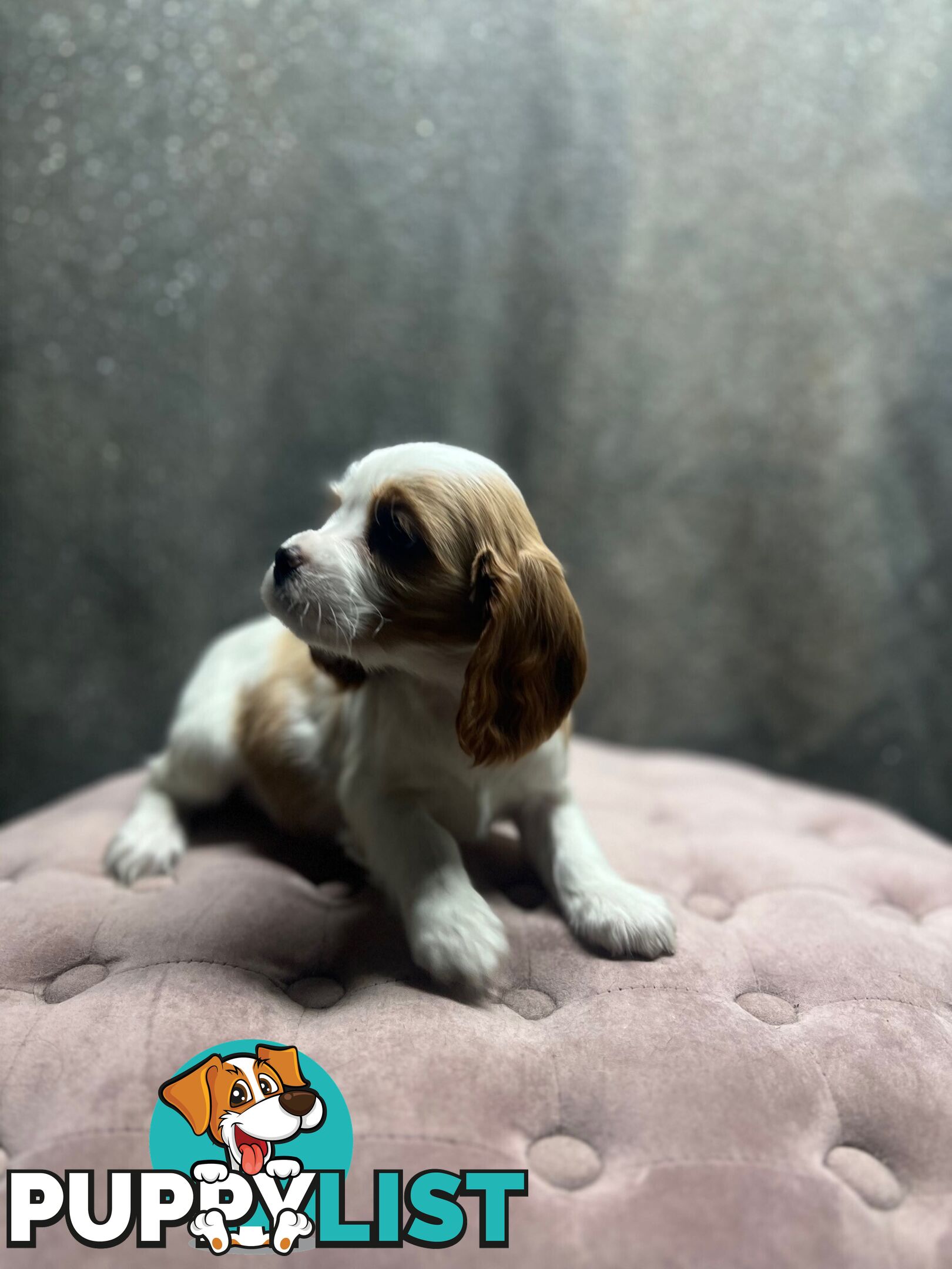 GORGEOUS COCKALIER, CAVALIER KING CHARLES/GOLDEN COCKER SPANIEL