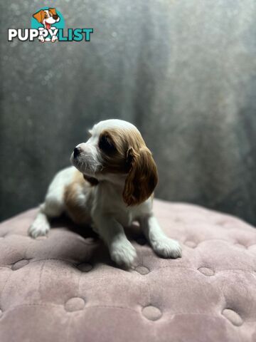 GORGEOUS COCKALIER, CAVALIER KING CHARLES/GOLDEN COCKER SPANIEL