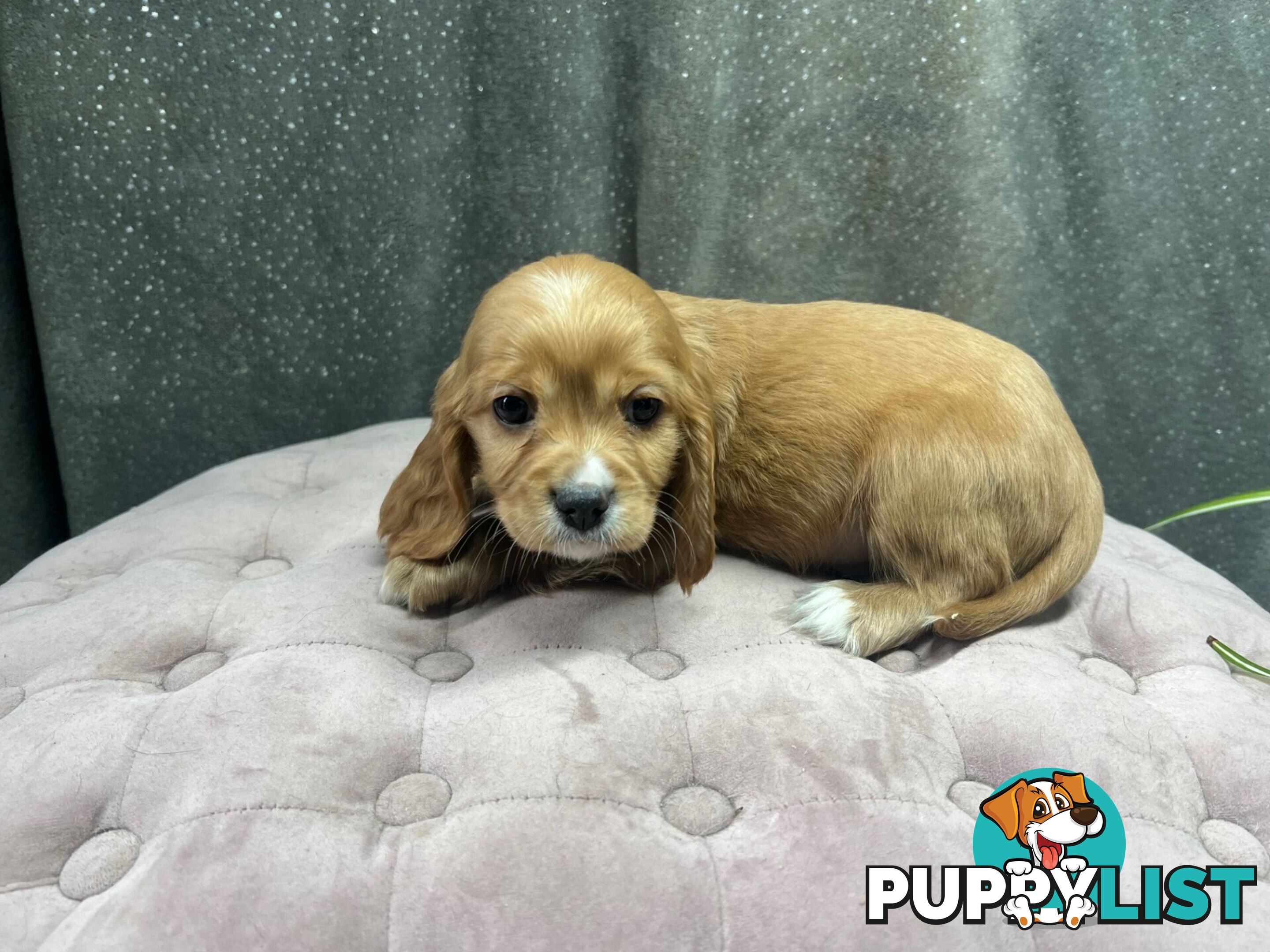 GORGEOUS COCKALIER, CAVALIER KING CHARLES/GOLDEN COCKER SPANIEL