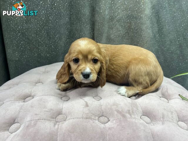 GORGEOUS COCKALIER, CAVALIER KING CHARLES/GOLDEN COCKER SPANIEL