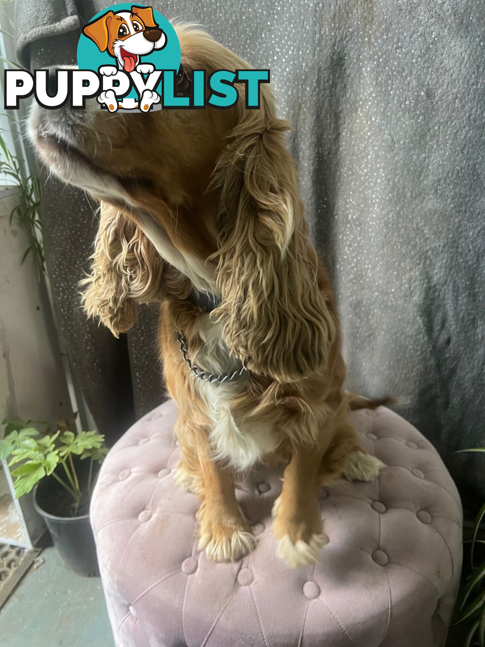 GORGEOUS COCKALIER, CAVALIER KING CHARLES/GOLDEN COCKER SPANIEL