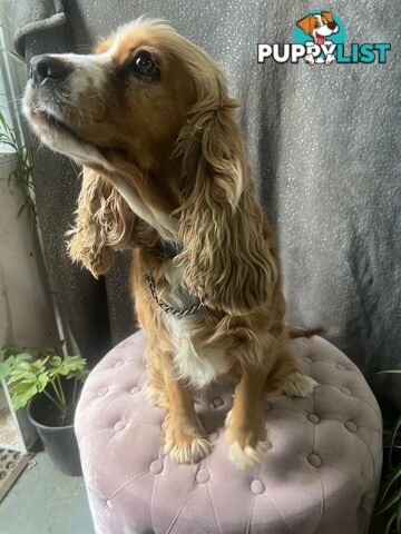 GORGEOUS COCKALIER, CAVALIER KING CHARLES/GOLDEN COCKER SPANIEL