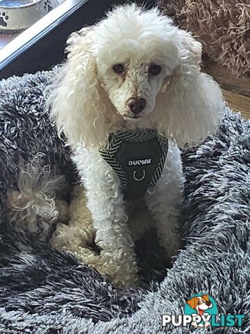 Toy poodle white