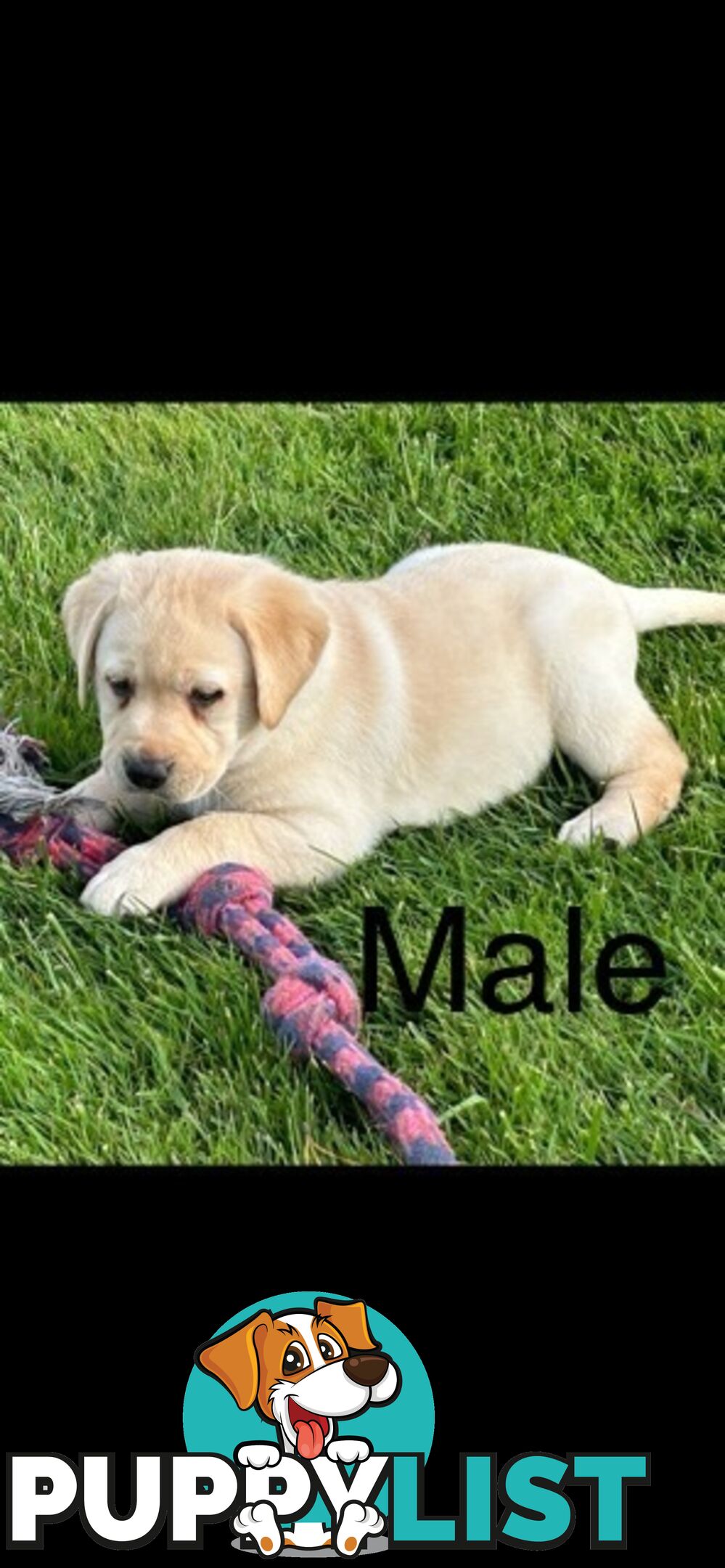 Purebred Labrador Puppies