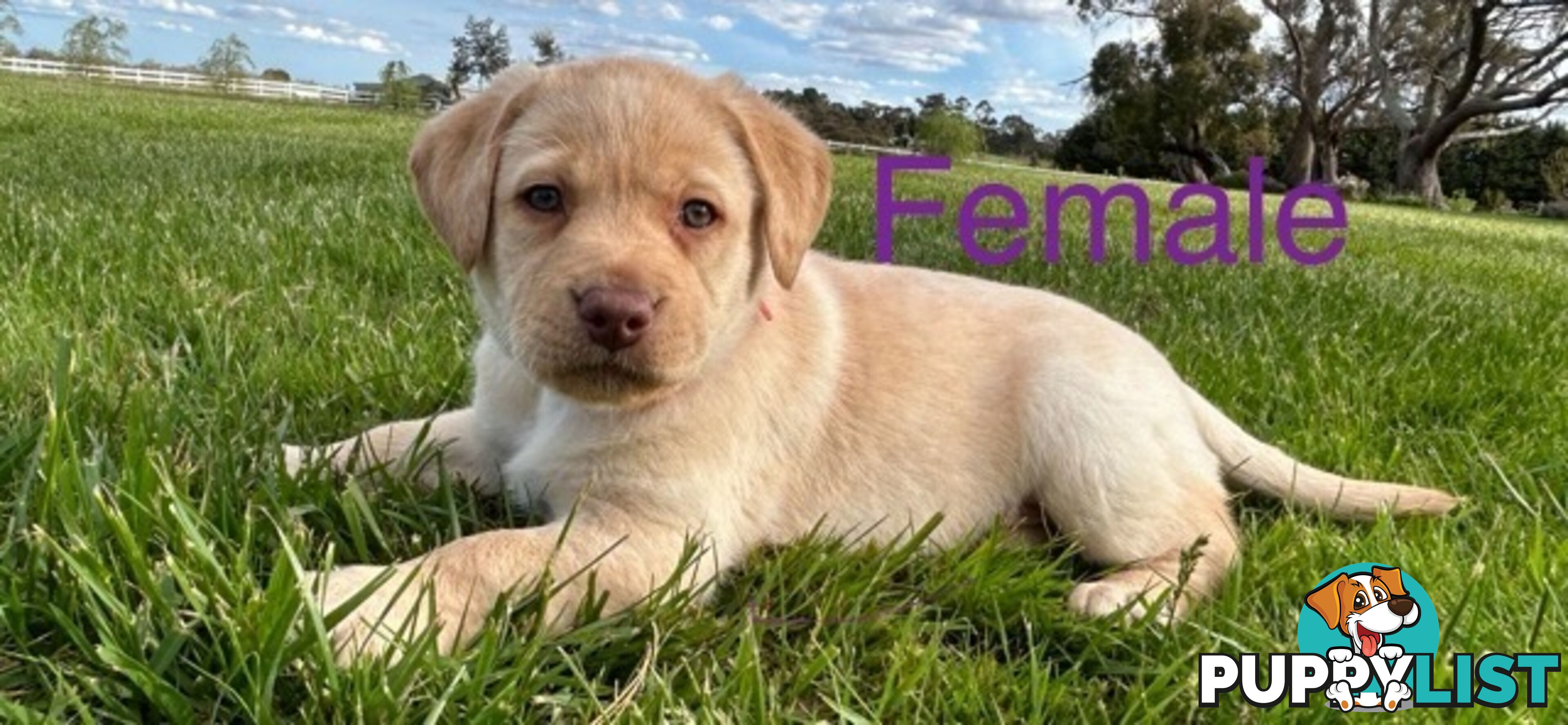 Purebred Labrador Puppies