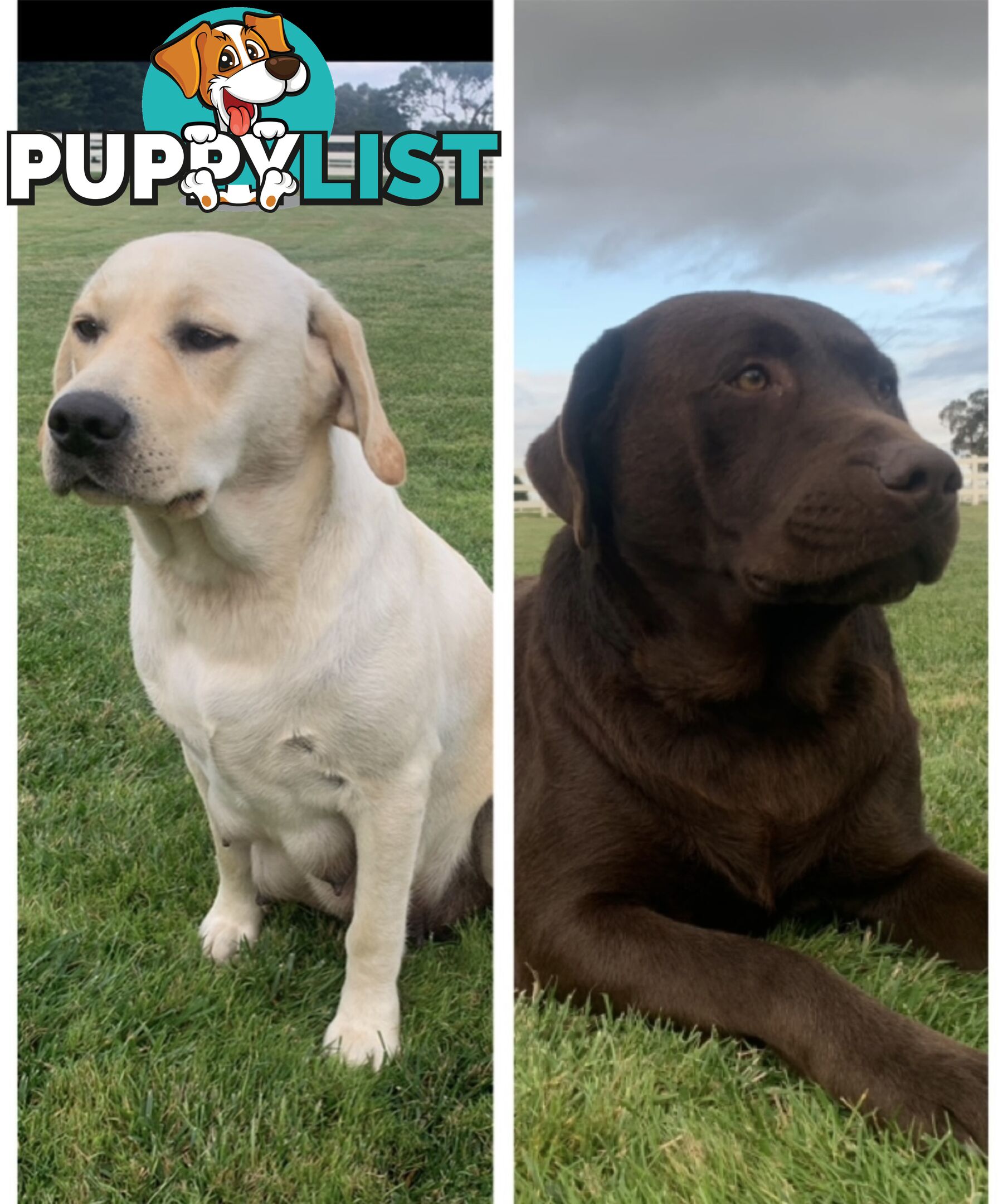 Purebred Labrador Puppies