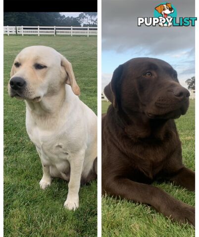 Purebred Labrador Puppies