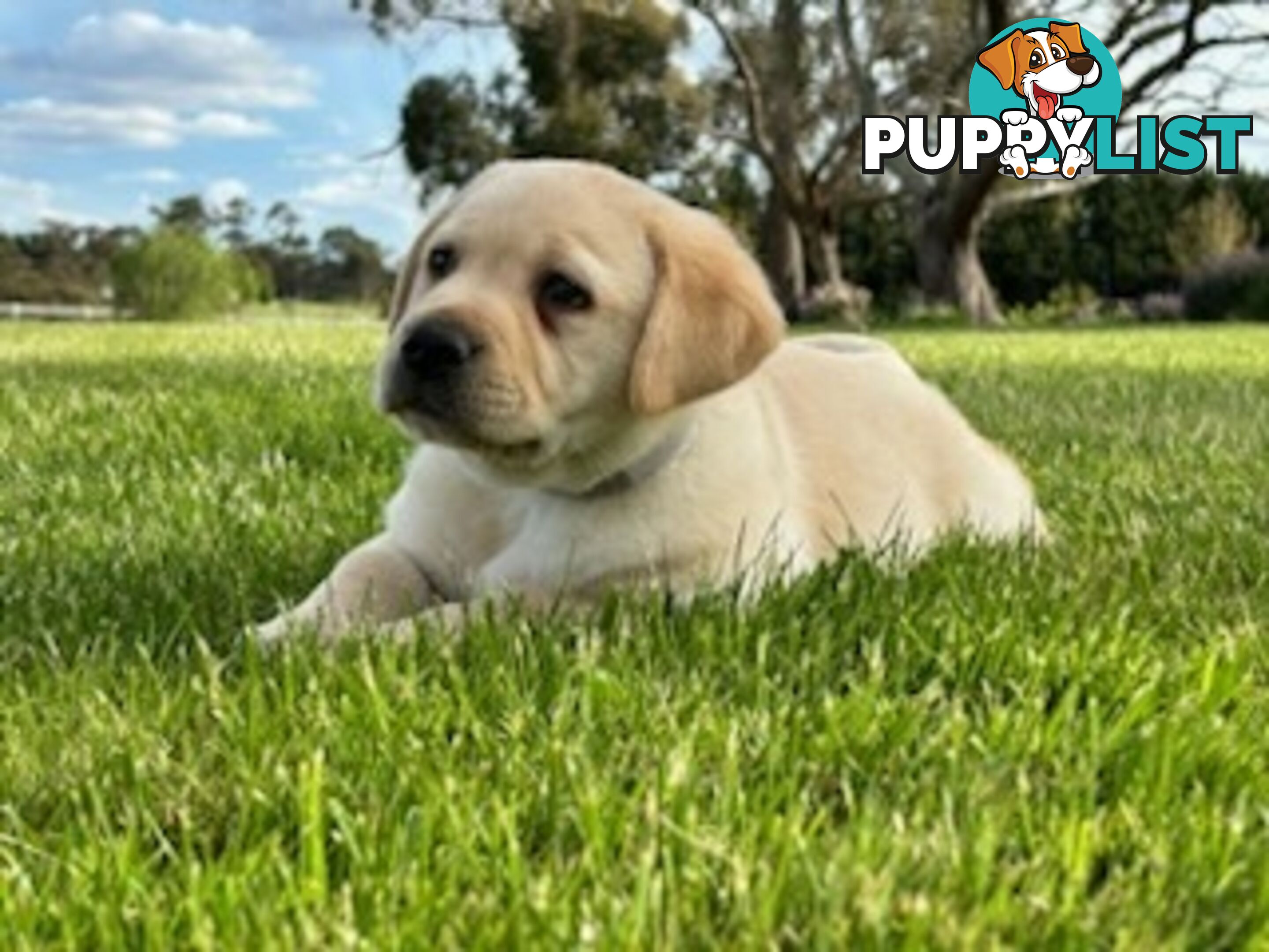 Purebred Labrador Puppies