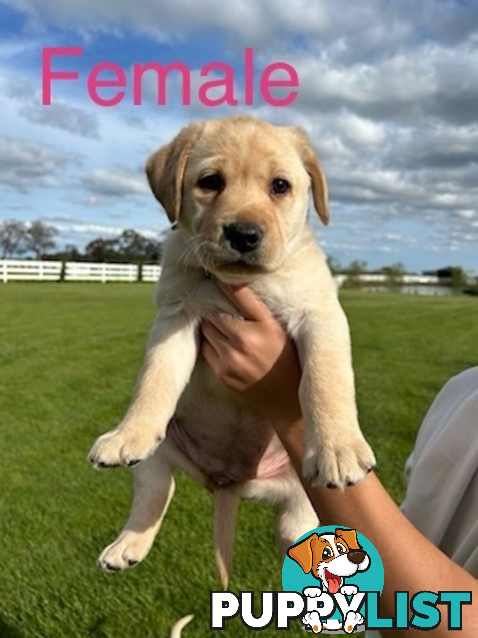 Purebred Labrador Puppies