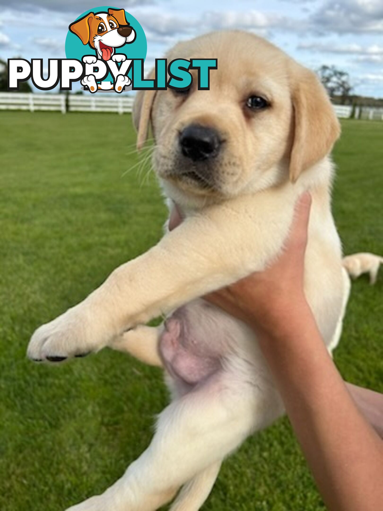 Purebred Labrador Puppies