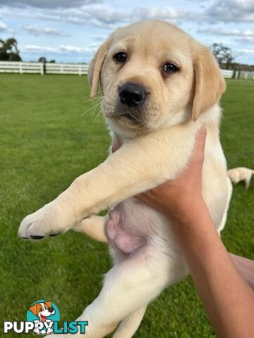 Purebred Labrador Puppies