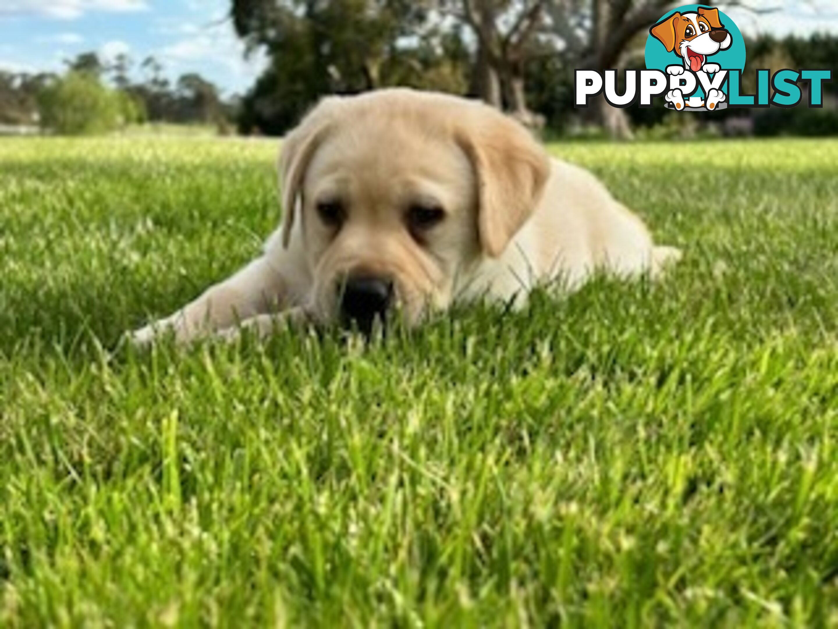 Purebred Labrador Puppies