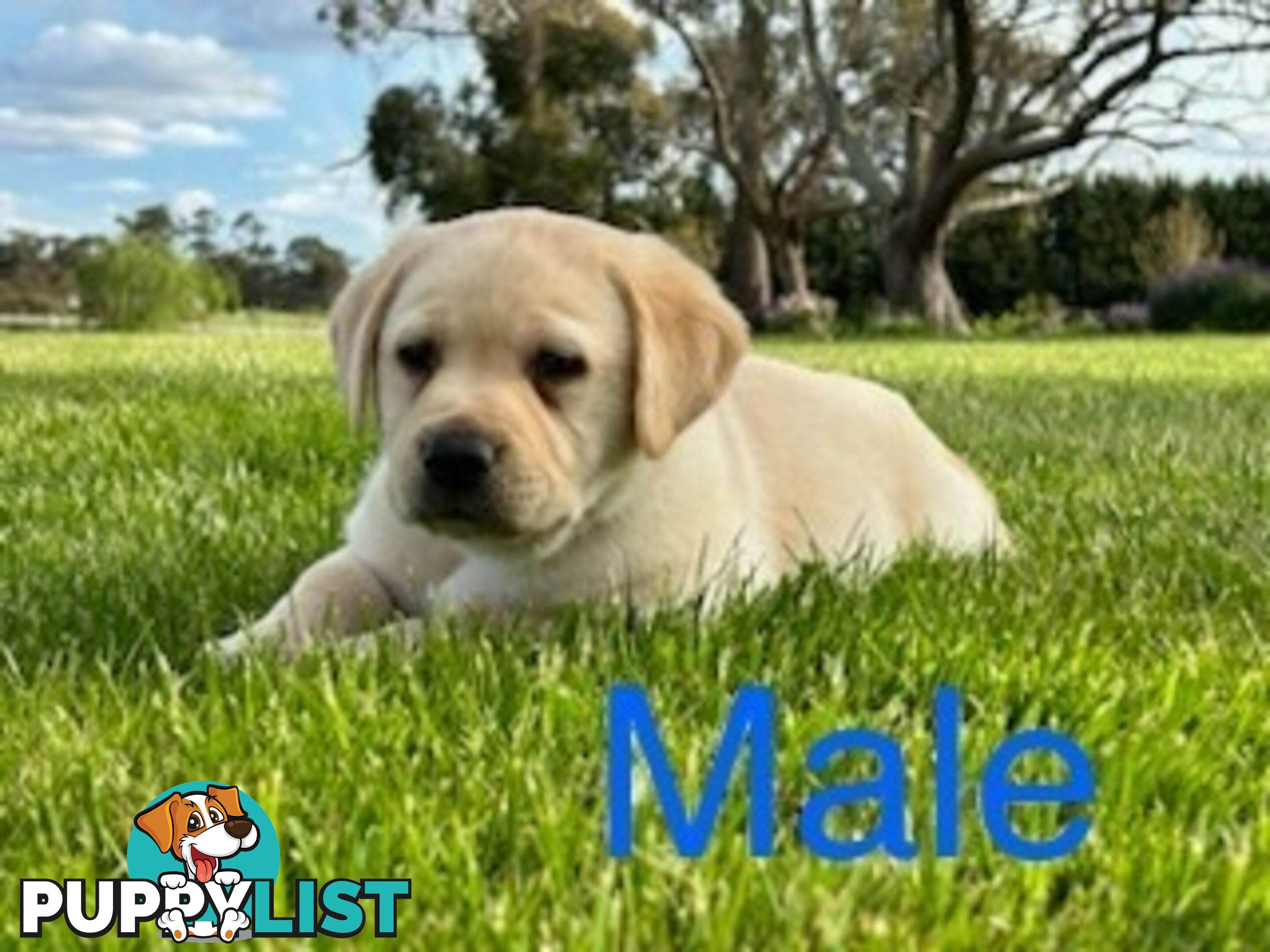 Purebred Labrador Puppies