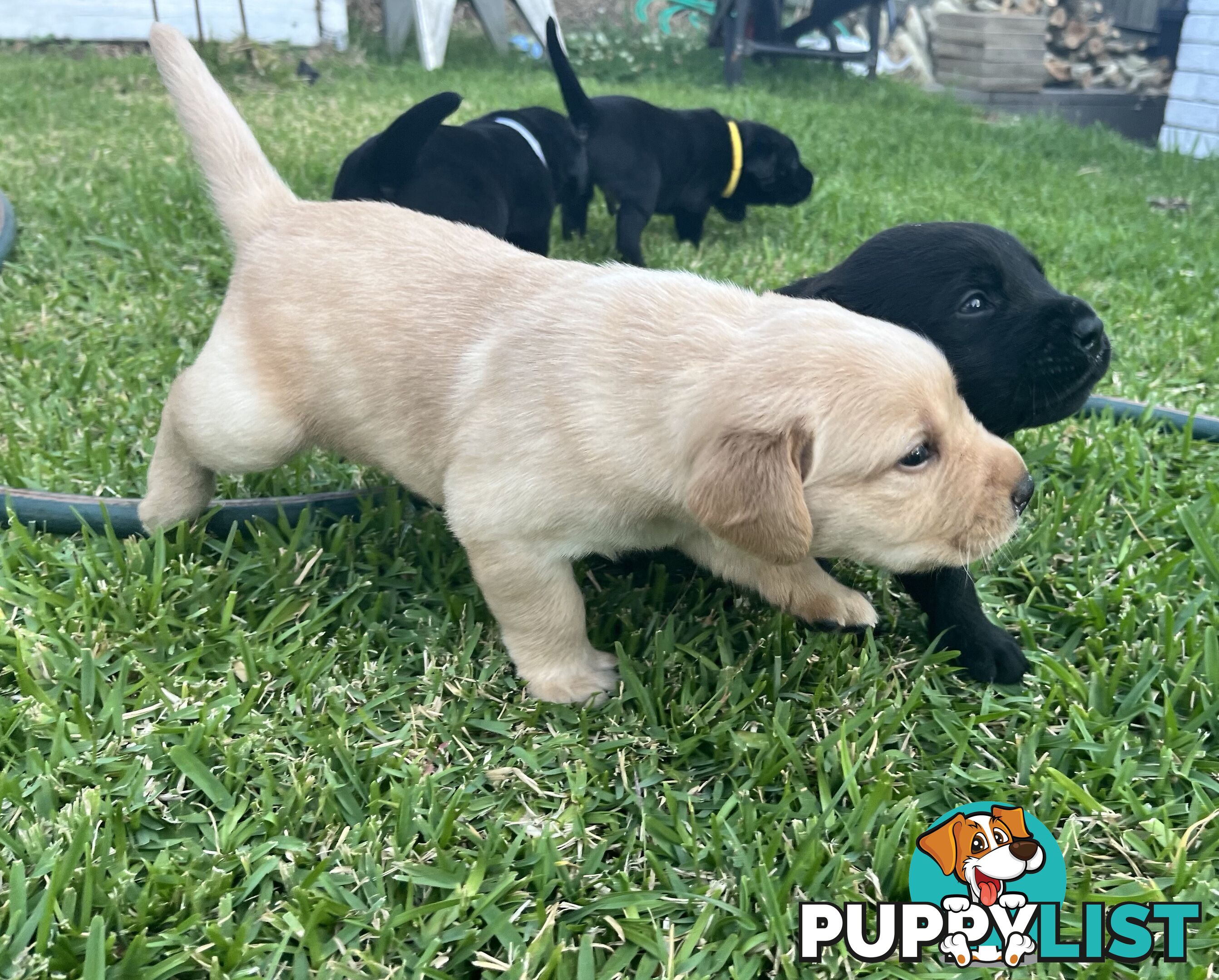 Labrador retriever puppies