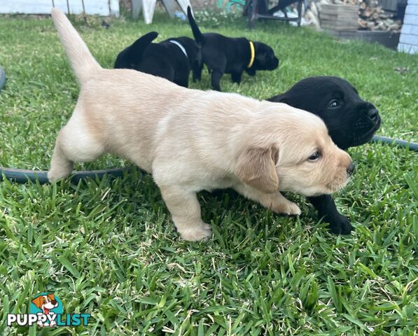 Labrador retriever puppies