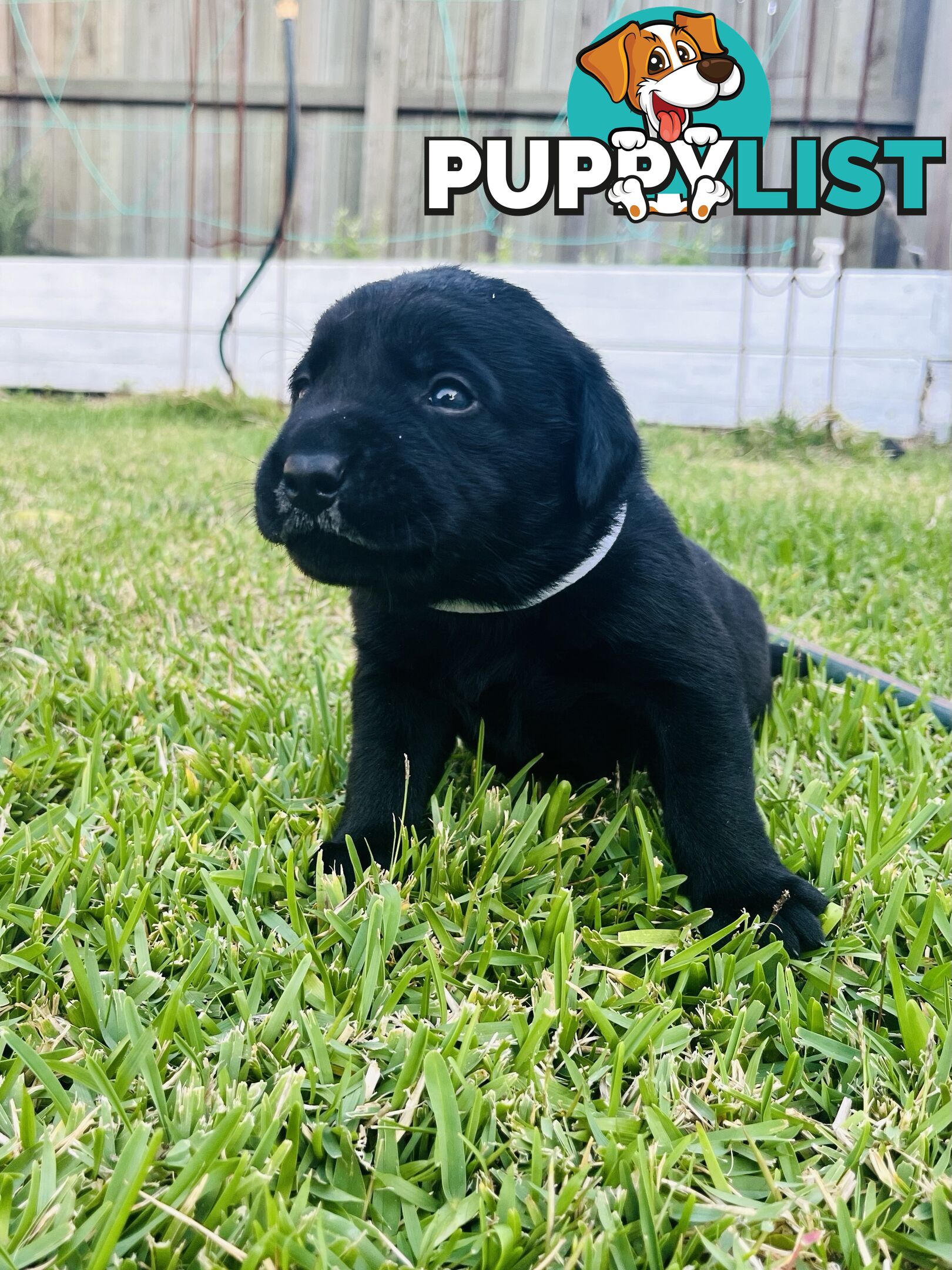 Labrador retriever puppies