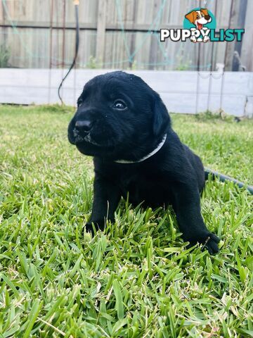 Labrador retriever puppies