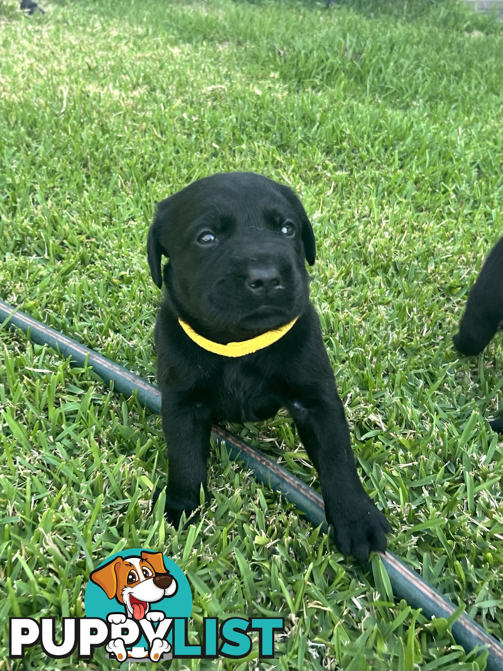 Labrador retriever puppies