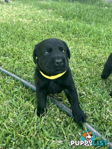 Labrador retriever puppies