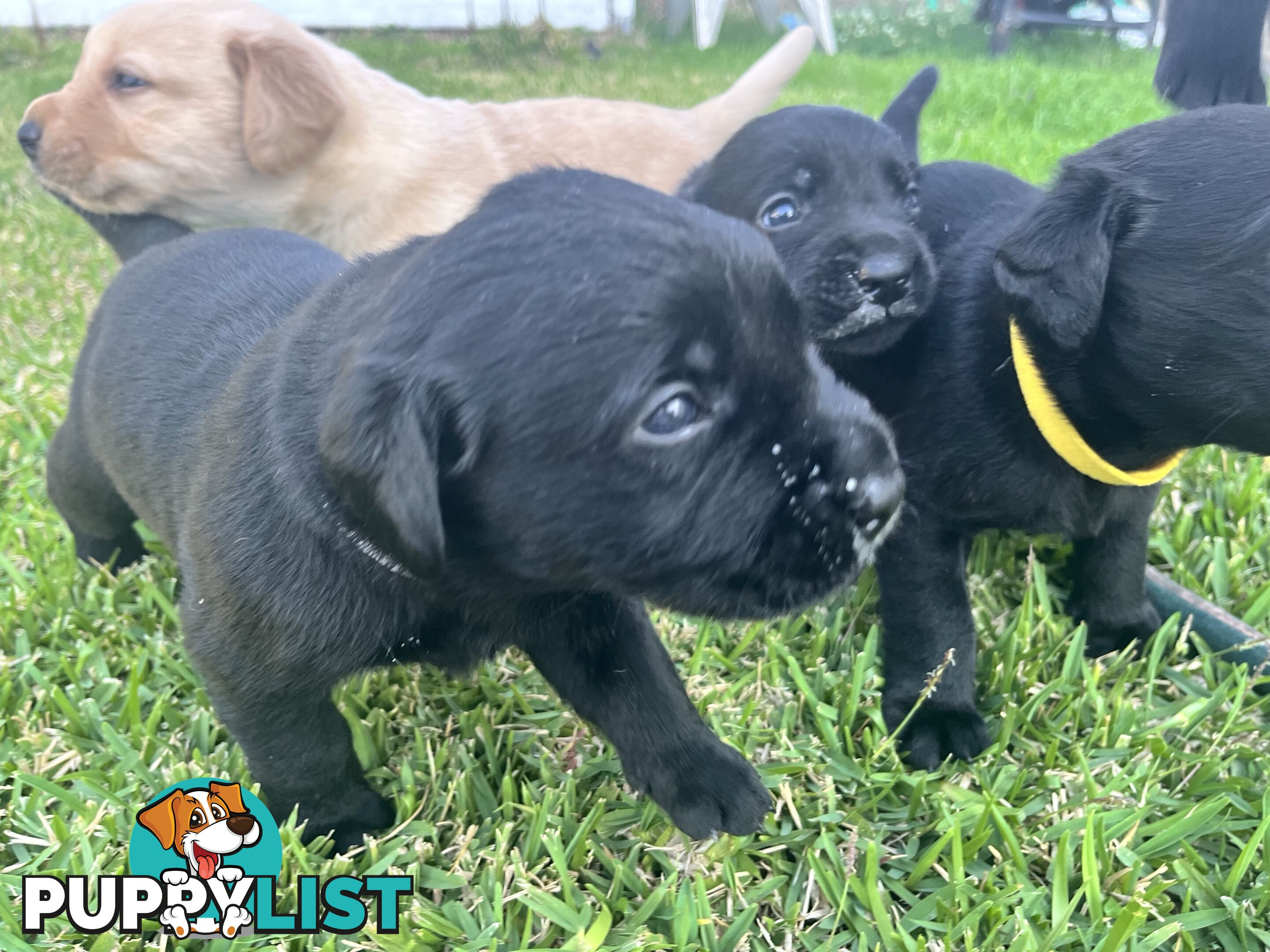 Labrador retriever puppies