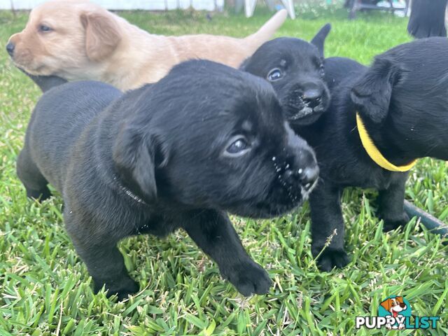 Labrador retriever puppies