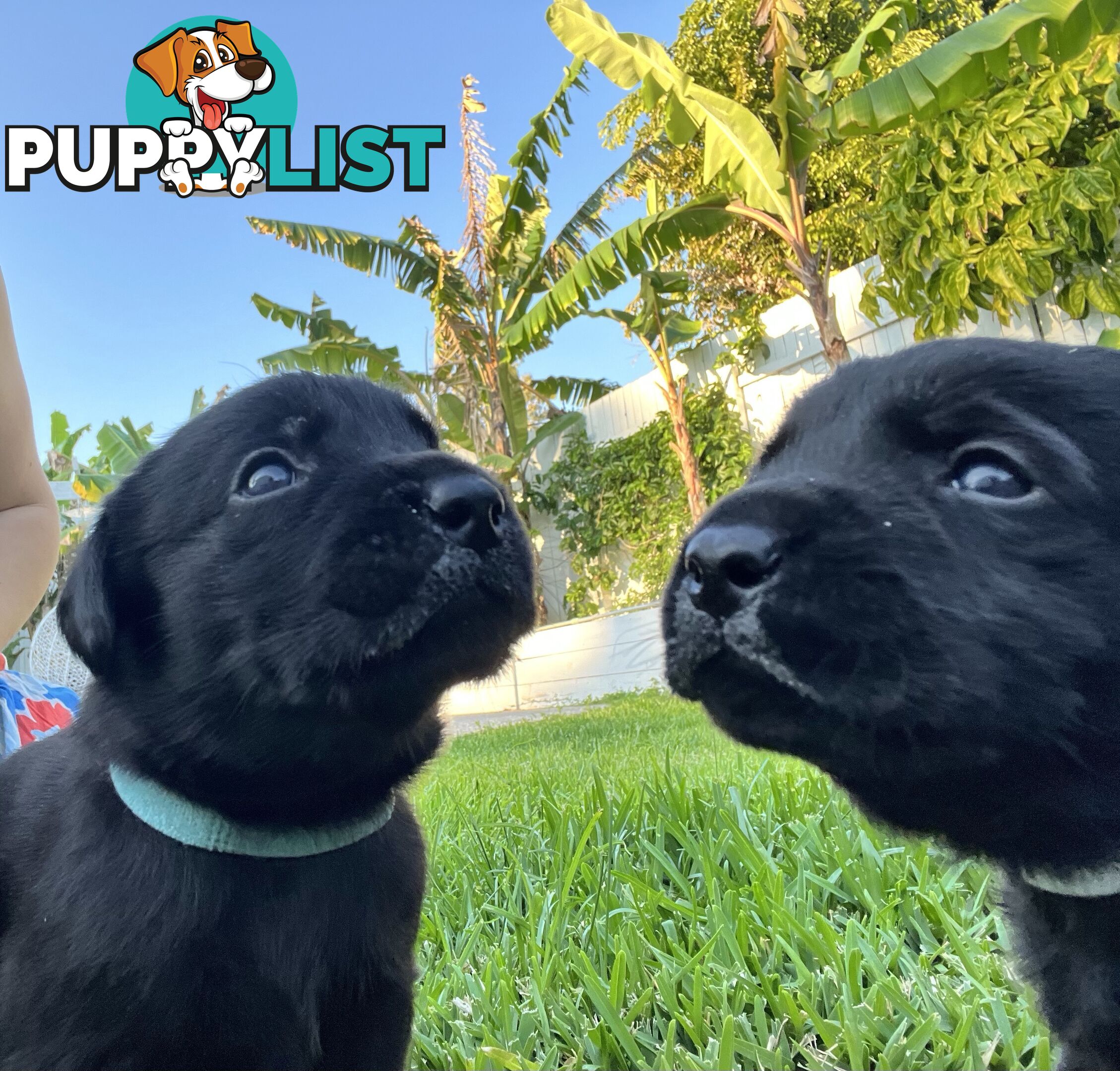 Labrador retriever puppies