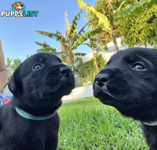 Labrador retriever puppies