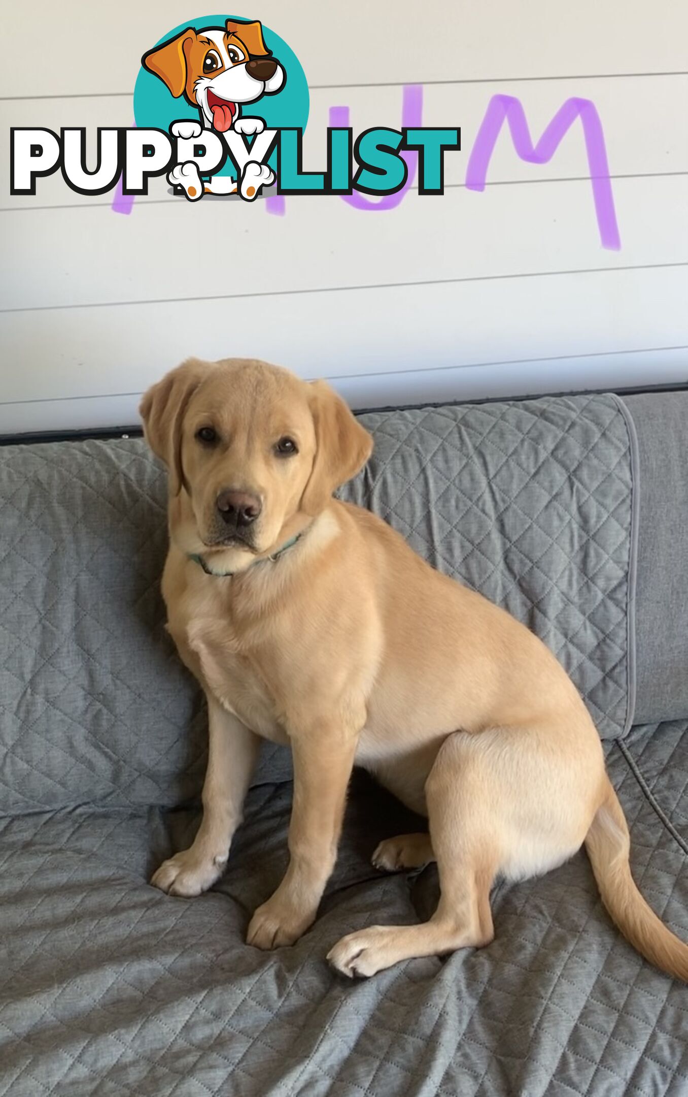 Labrador retriever puppies