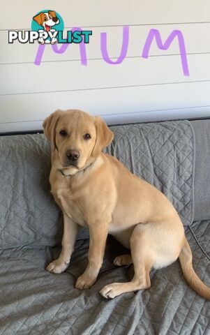 Labrador retriever puppies