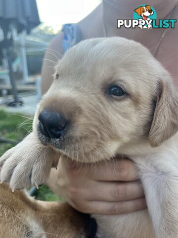 Labrador retriever puppies