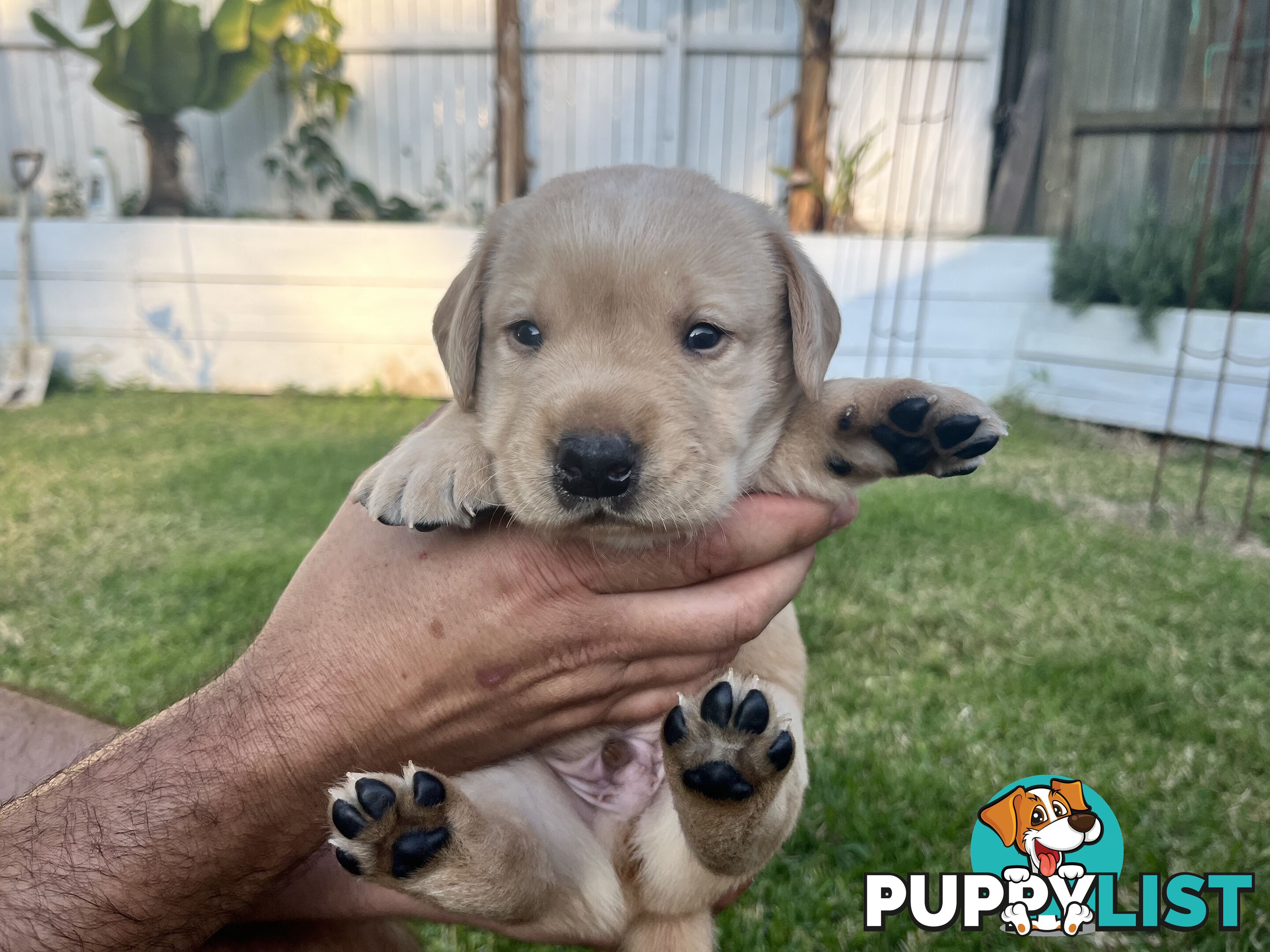 Labrador retriever puppies