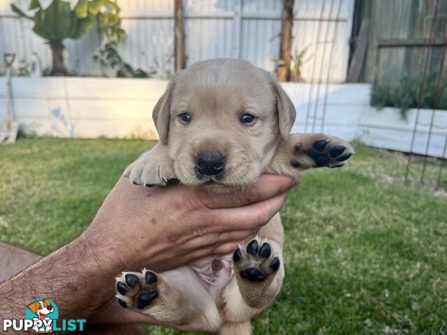 Labrador retriever puppies