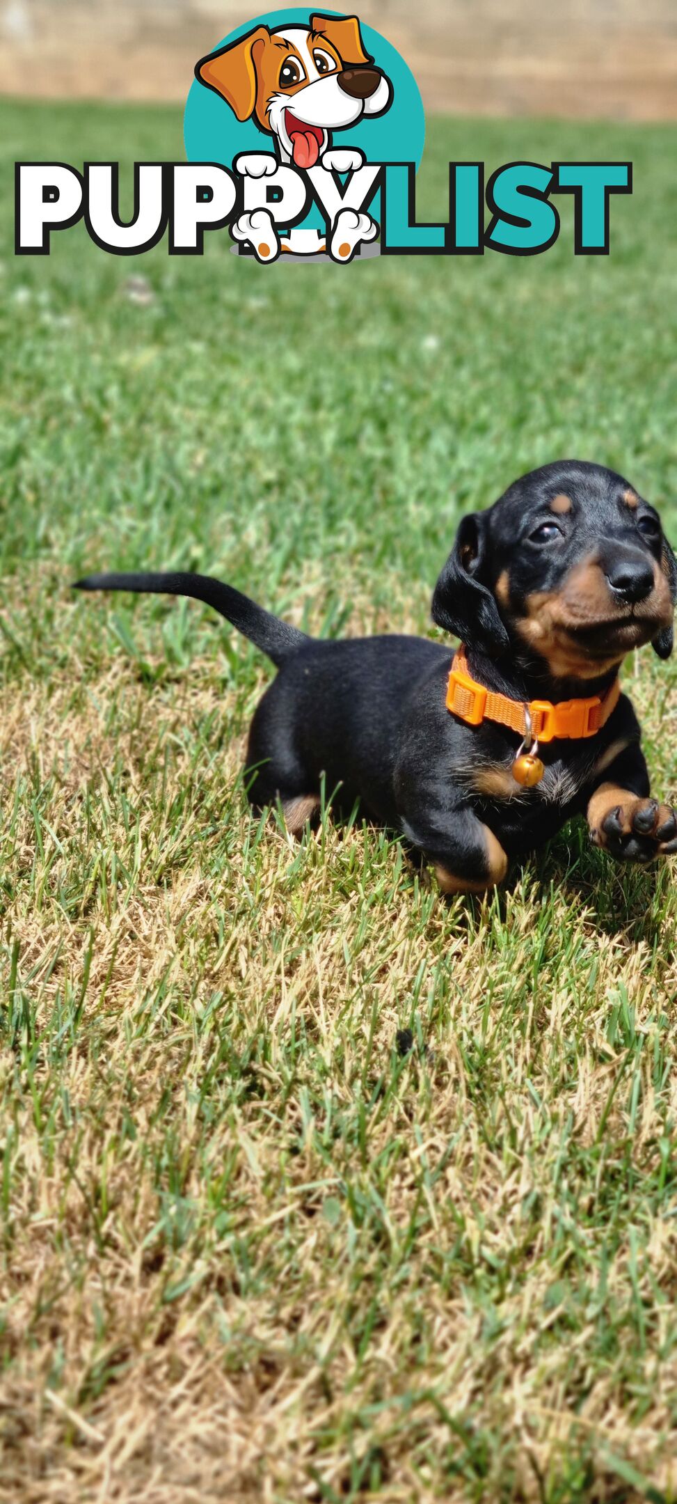 Minature Dachshund Puppies