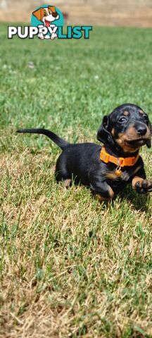 Minature Dachshund Puppies