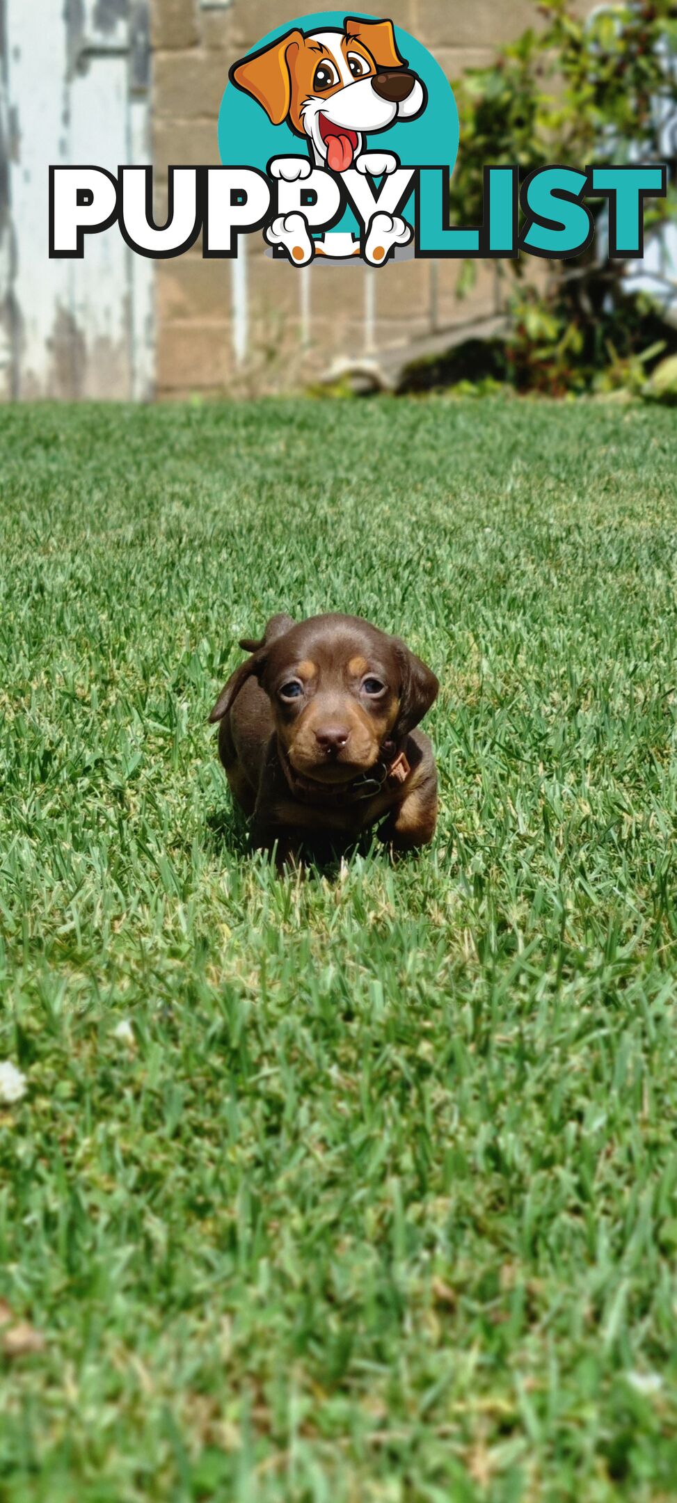 Minature Dachshund Puppies