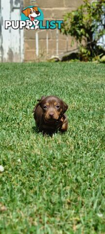 Minature Dachshund Puppies