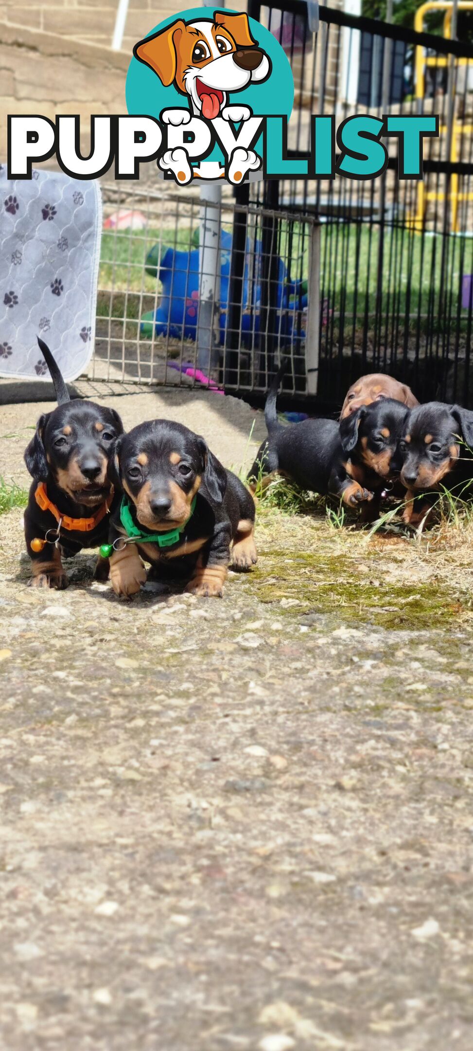 Minature Dachshund Puppies