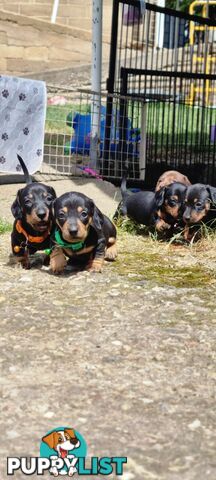 Minature Dachshund Puppies