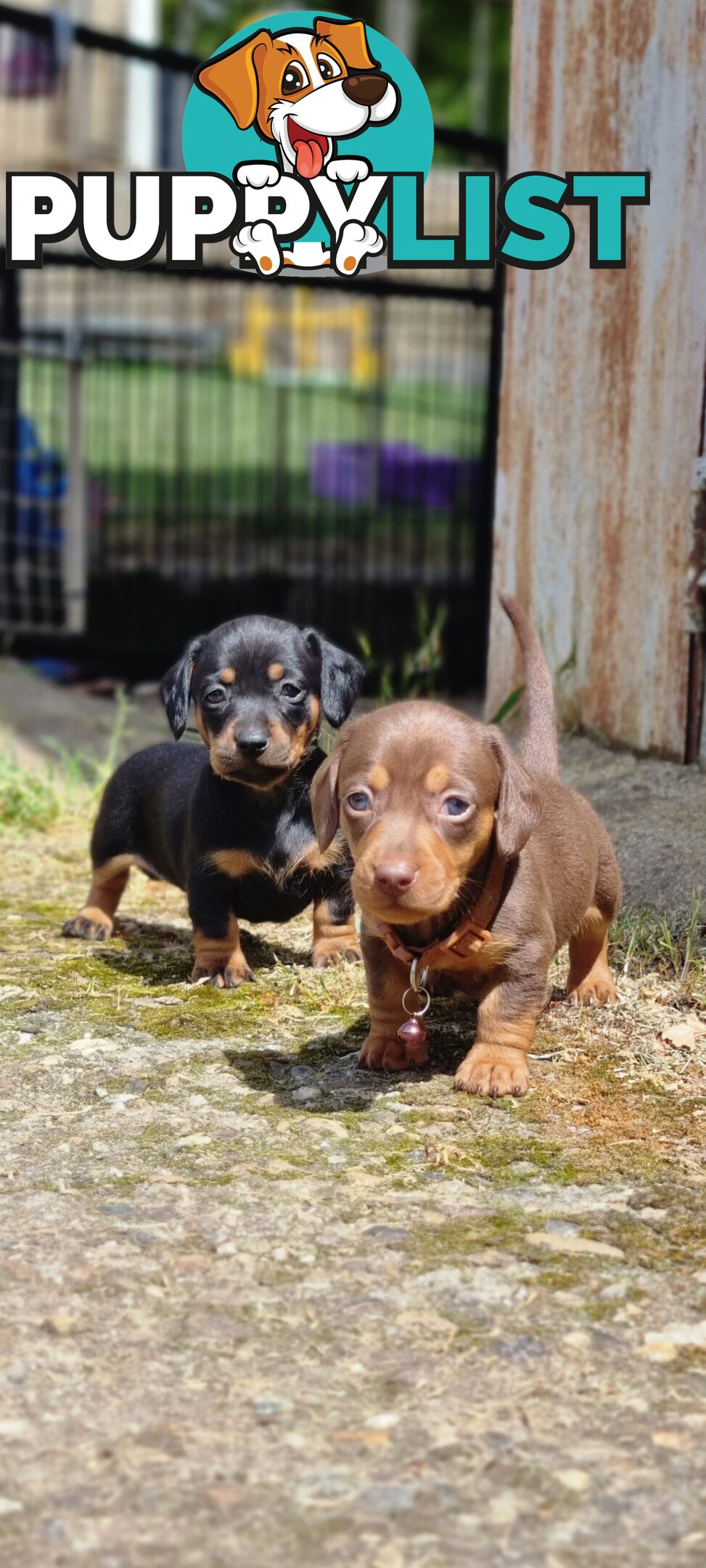 Minature Dachshund Puppies