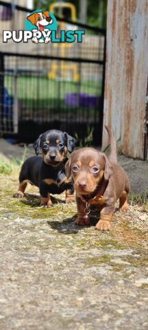 Minature Dachshund Puppies