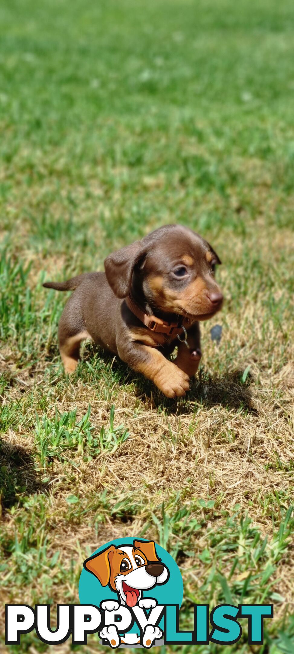 Minature Dachshund Puppies