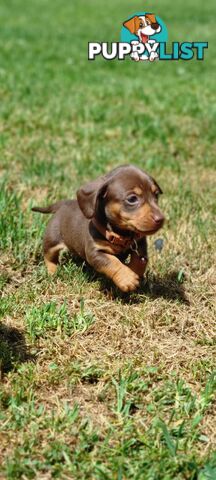 Minature Dachshund Puppies