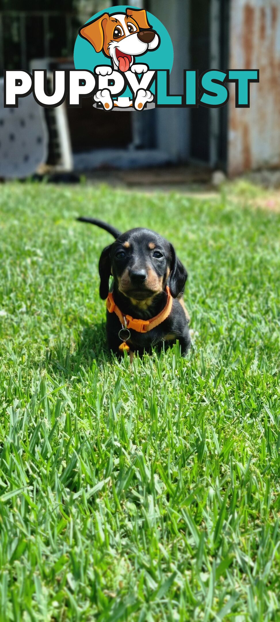 Minature Dachshund Puppies